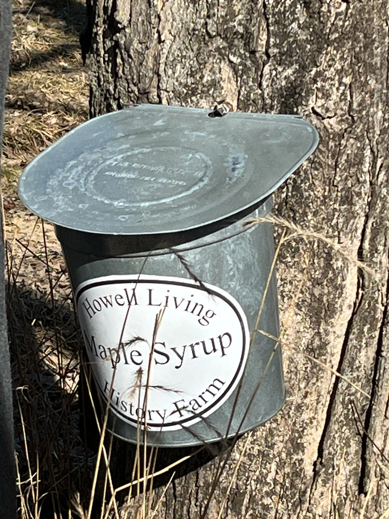 Naturally Maple Syrup Sweetness That Can Be Found in Your Own Backyard